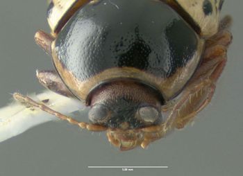 Media type: image;   Entomology 613162 Aspect: head frontal view